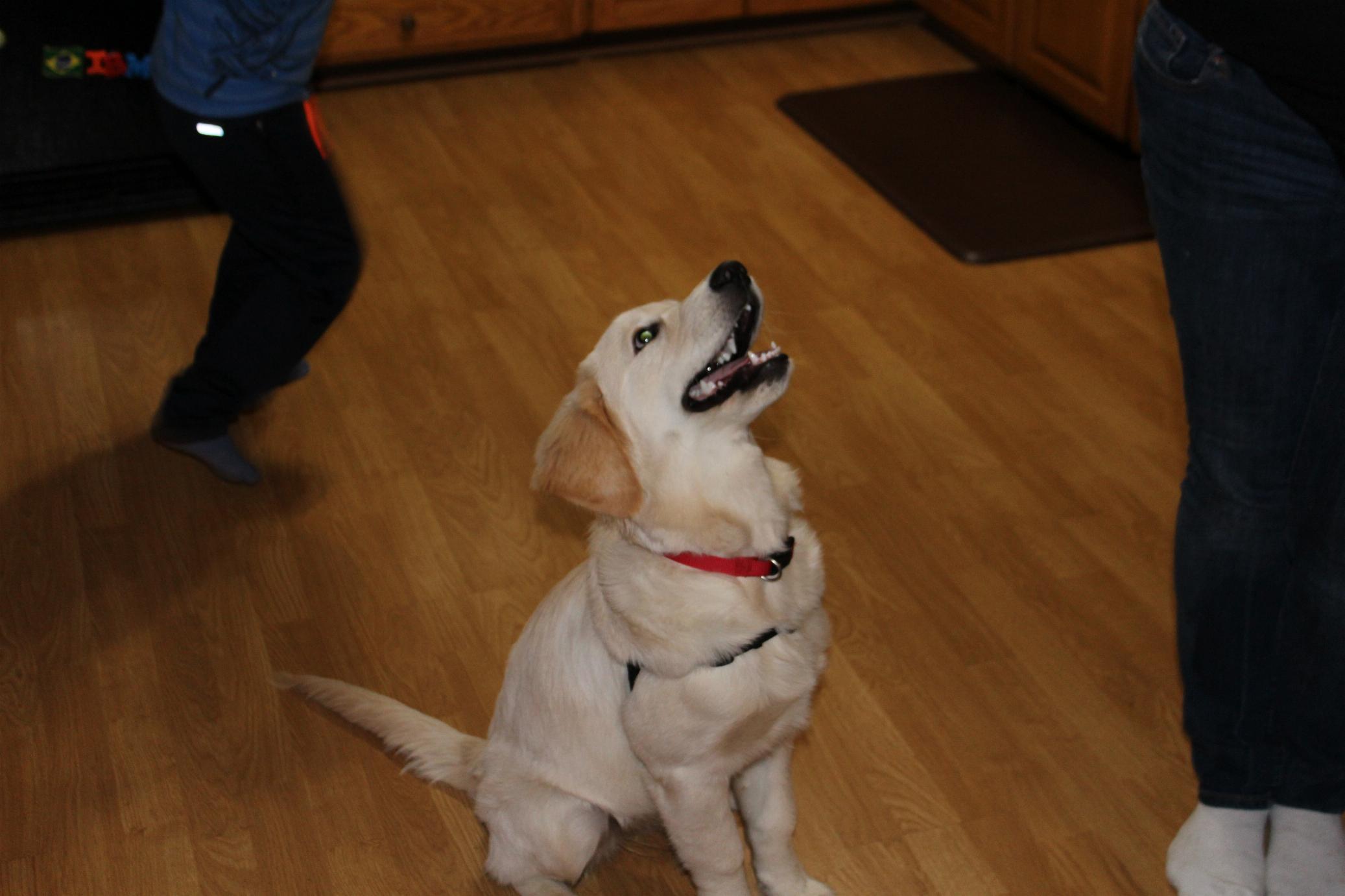 Piper